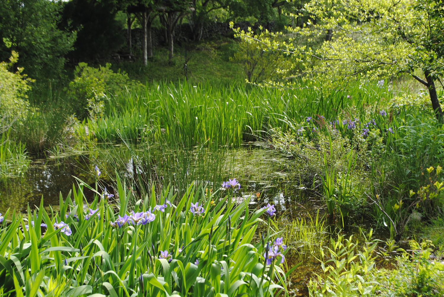 Irises are a beautiful part of a water garden.